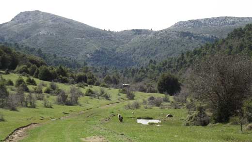 Πάρνηθα Λοιμικό