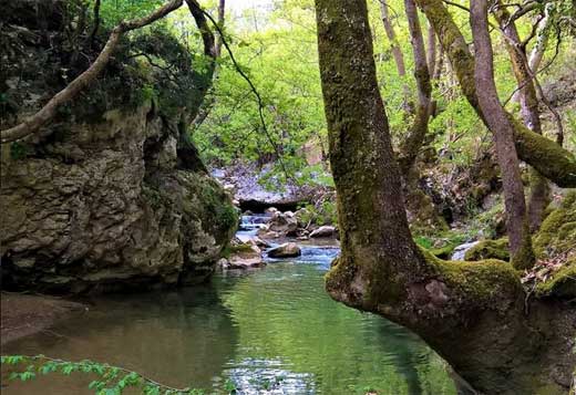 Ελάτη-Βυτίνα